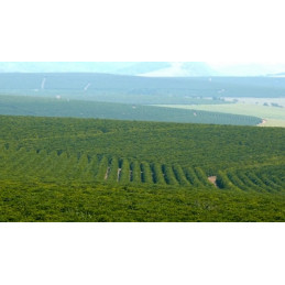 Brésil - Cerrado Panthera - café en grains photo numéro 3