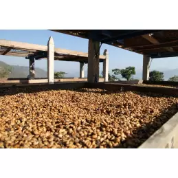 Guatemala - Amatitlan El Xalum - café en grains photo numéro 2