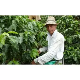 Colombie - San Cristobal - café en grains photo numéro 2