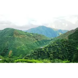 Café vert bio Colombie Madre Tierra - 1kg photo numéro 1