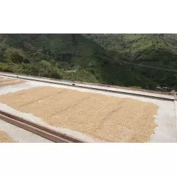 Café vert bio Colombie Madre Tierra - 1kg photo numéro 1