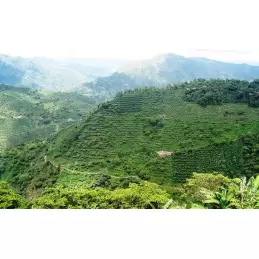 Café vert bio Colombie Madre Tierra - 1kg photo numéro 1