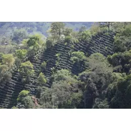 Café vert bio Colombie Madre Tierra - 1kg photo numéro 1