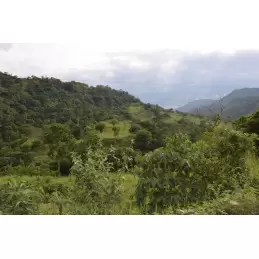 Café vert bio Colombie Madre Tierra - 1kg photo numéro 1