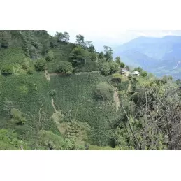 Café vert bio Colombie Madre Tierra - 1kg photo numéro 1