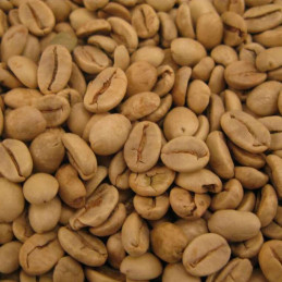 Café vert d'Inde Malabar Moussoné AA - 1kg