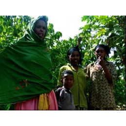 Éthiopie - Moka Harrar Mesela Bio - café en grains photo numéro 4