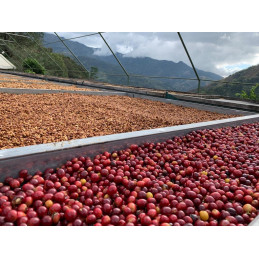 Costa Rica - Black Honey Aserri - café en grain photo numéro 3