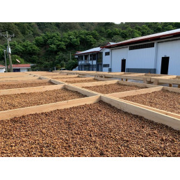 Costa Rica - Black Honey Aserri - café en grain photo numéro 4