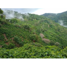 Costa Rica - Black Honey Aserri - café en grain photo numéro 2