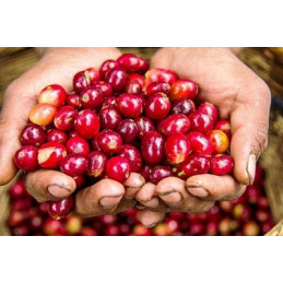 Honduras - Chikita - café en grains photo numéro 3