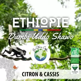 Éthiopie - Dambi Uddo Shawo - café en grain photo numéro 1