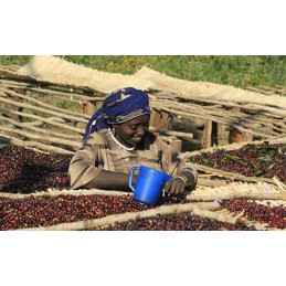 Éthiopie - Moka Lekempti - café en grains photo numéro 2