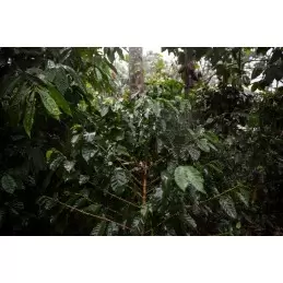 Colombie - Duni Anemos Valle Del Cesar Bio - café en grain photo numéro 2