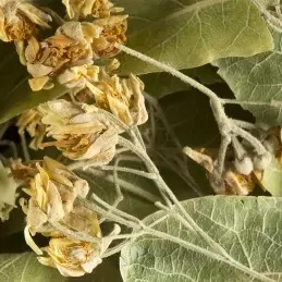 Tisane - Tilleul - vrac