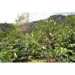 Panama - Geïsha Las Gallardo Piedra Candela - café en grain-4818
