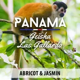 Panama - Geïsha Las Gallardo Piedra Candela - café moulu-4819