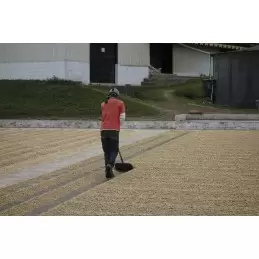 Salvador - El Manzano Zéro Pesticide - café en grain-5433