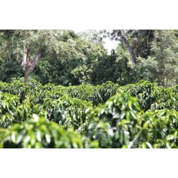Salvador - El Manzano Zéro Pesticide - café en grain-5436