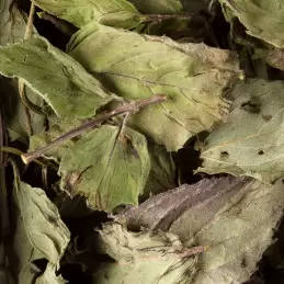 Tisane Menthe poivrée - 25 sachets photo numéro 1
