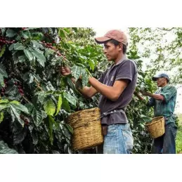Honduras - Chikita - café en grains photo numéro 5