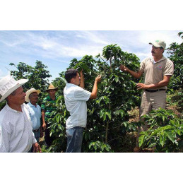 Honduras - Chikita - café en grains photo numéro 6