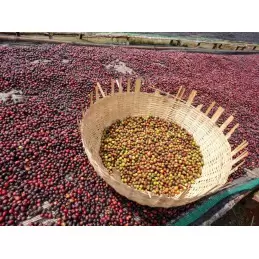 Éthiopie - Moka Guji Shakiso Qararo bio - café en grains photo numéro 7